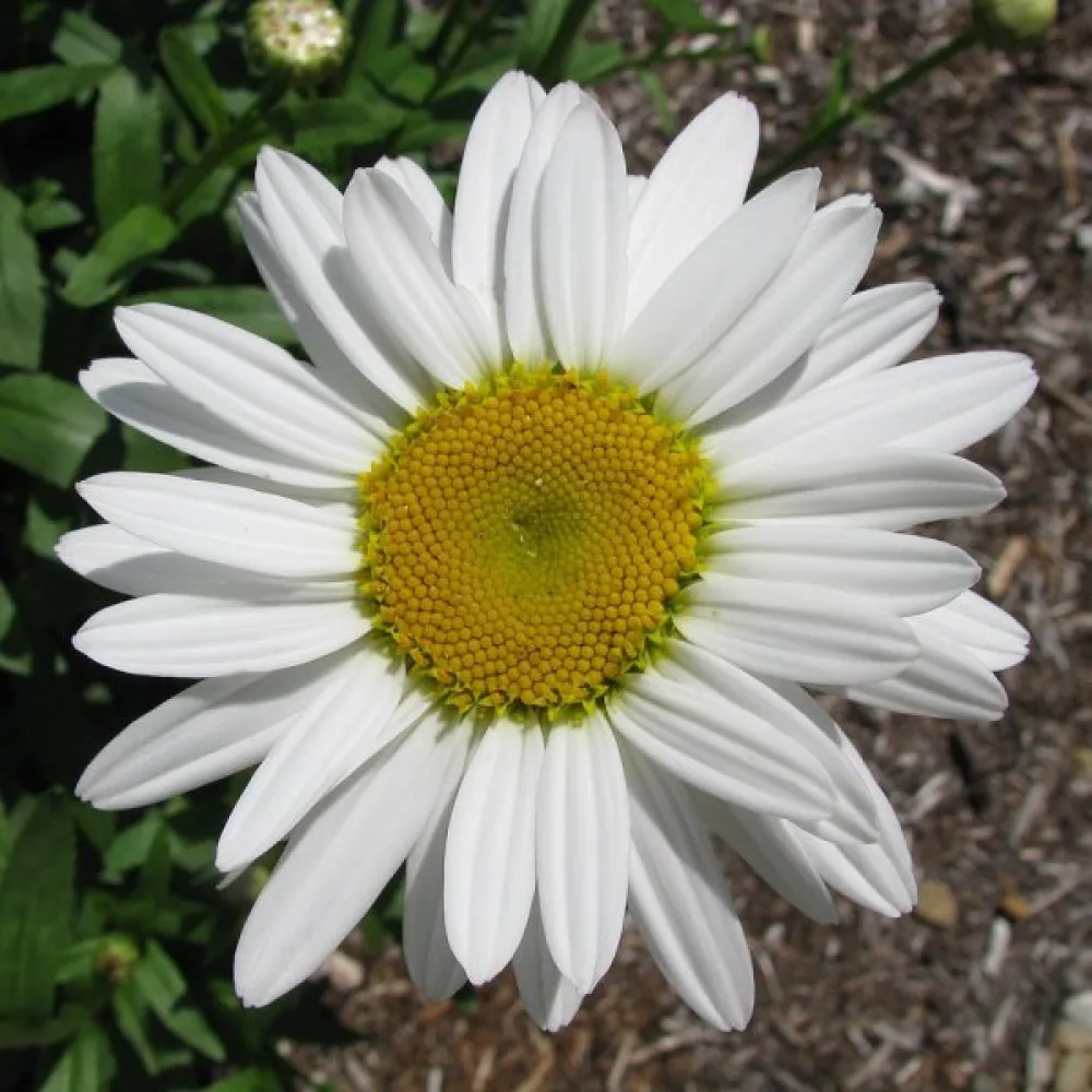 Krysantemum 'Silver Princess', vit