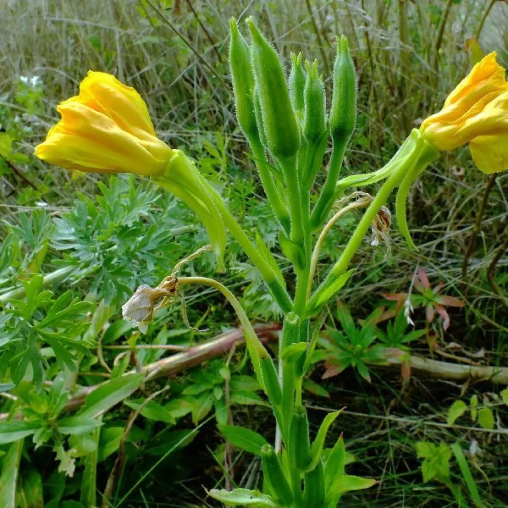Nattljus Oenothera paradoxa