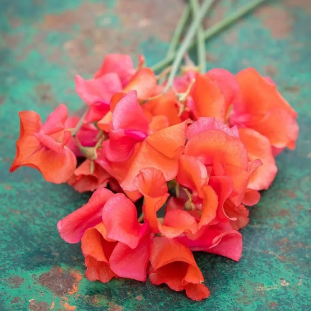 Luktärt 'Spencer' – orange-scharlakansröd