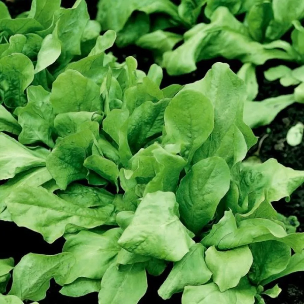 Cikoria 'Zuccherina di Trieste'
