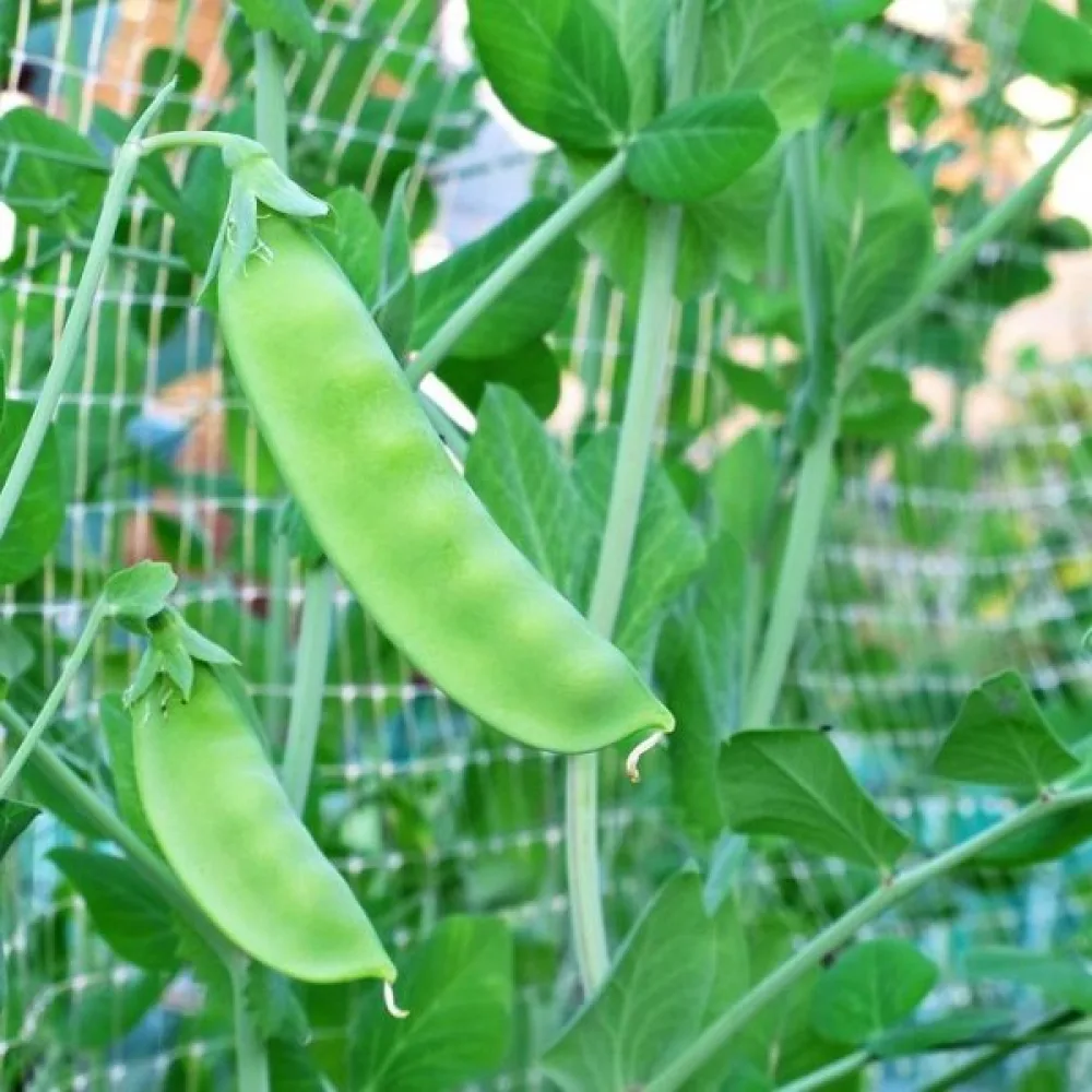 Sockerärt 'Bajka'
