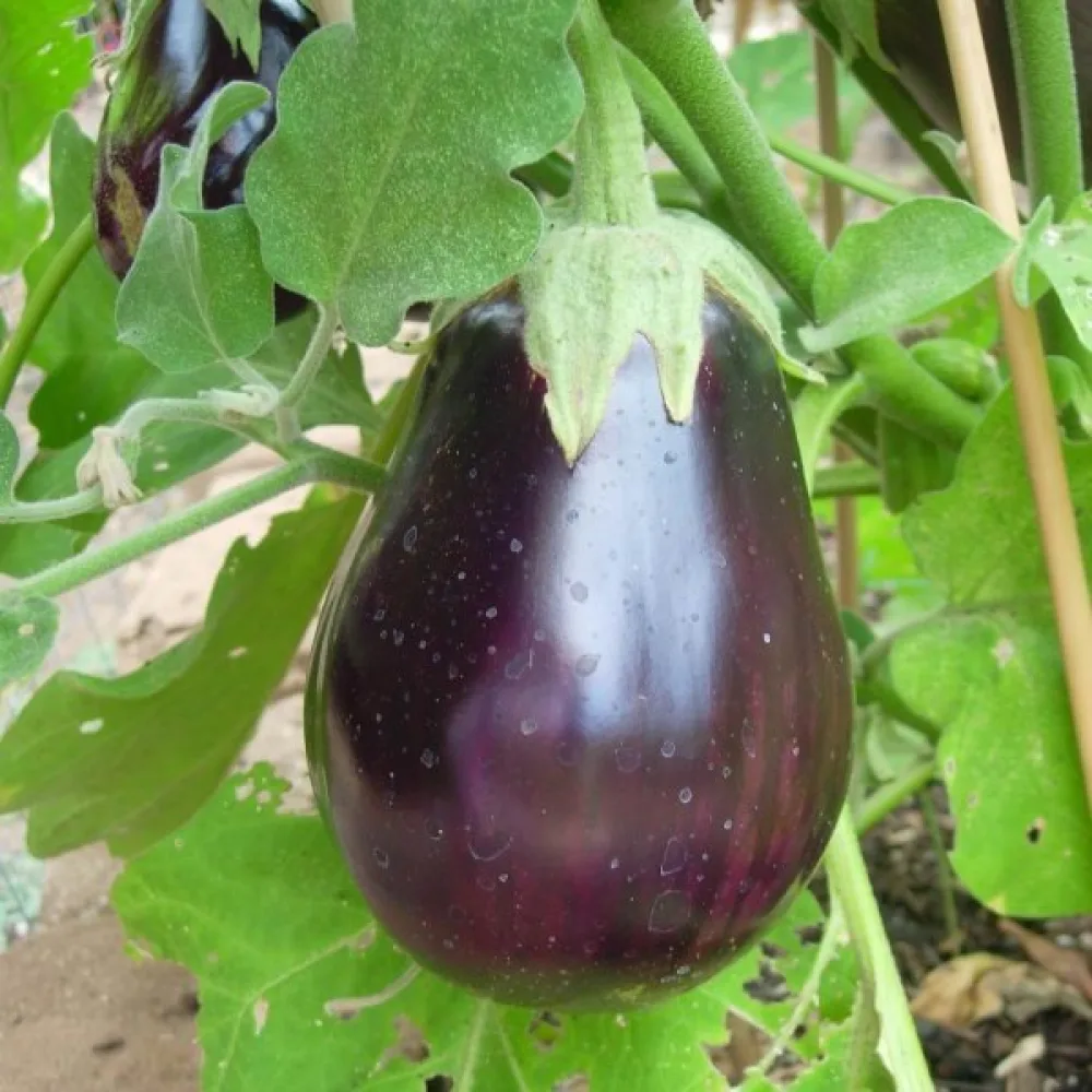 Aubergine 'Black Beauty'