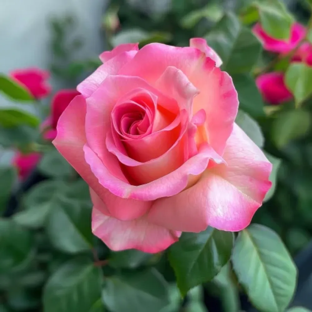 Ros 'Pink Snowflake' – barrotad