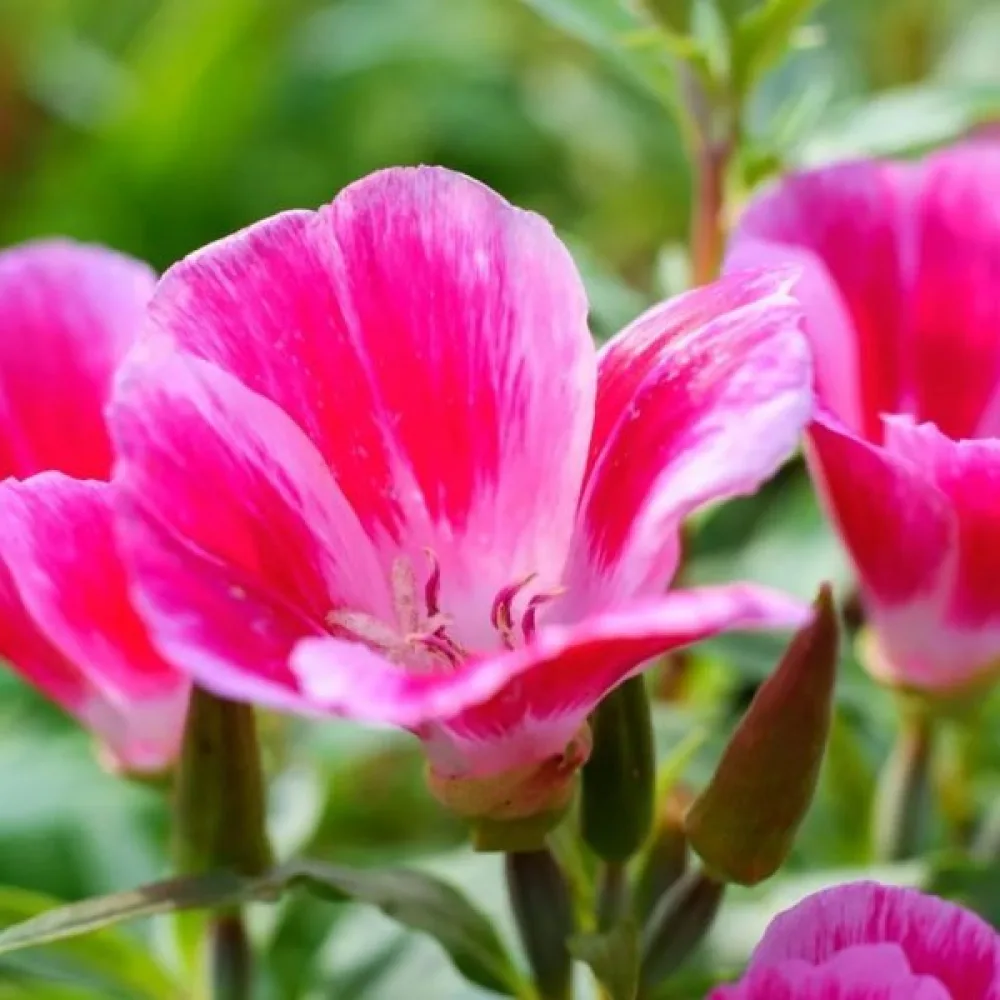 Atlasblomma 'Sweetheart', rosa