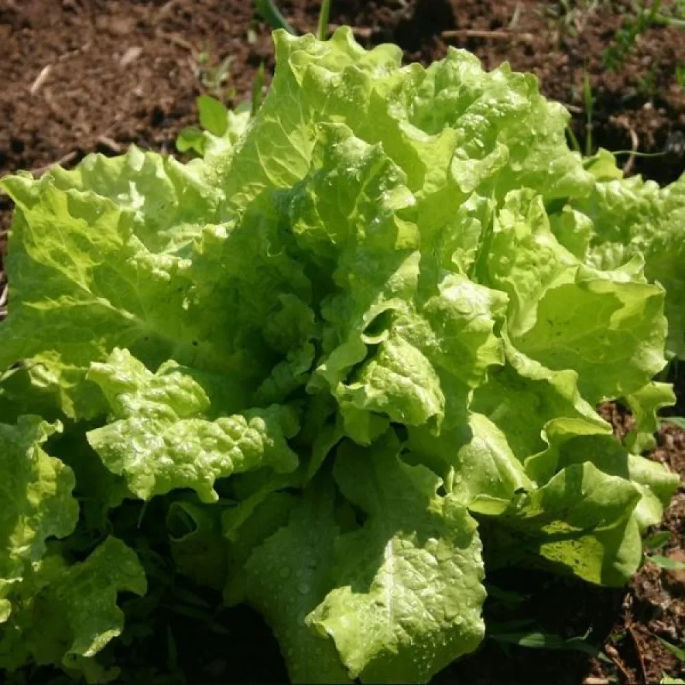 Sallad 'Australische Gele'