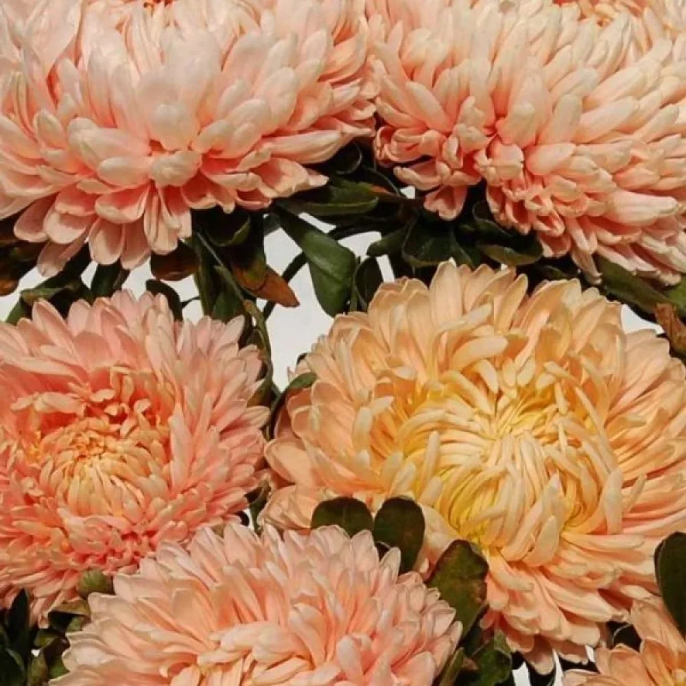 Sommaraster pionblommig – laxrosa, storblommig