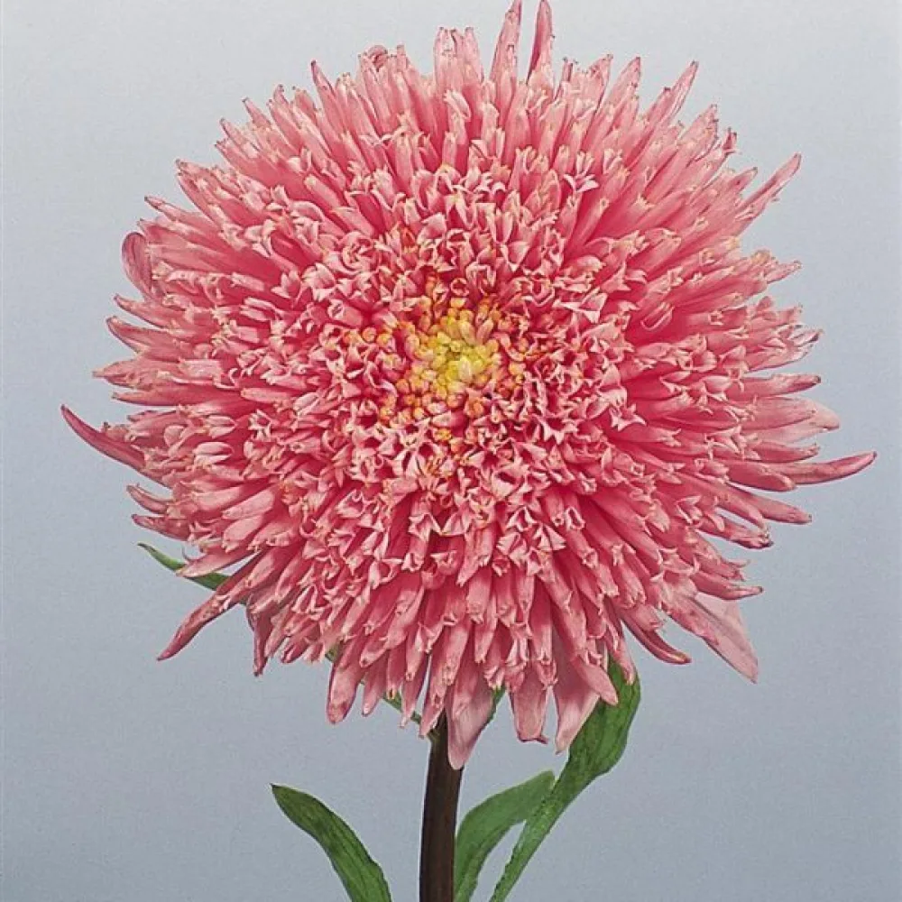 Sommaraster 'Princess' – laxrosa