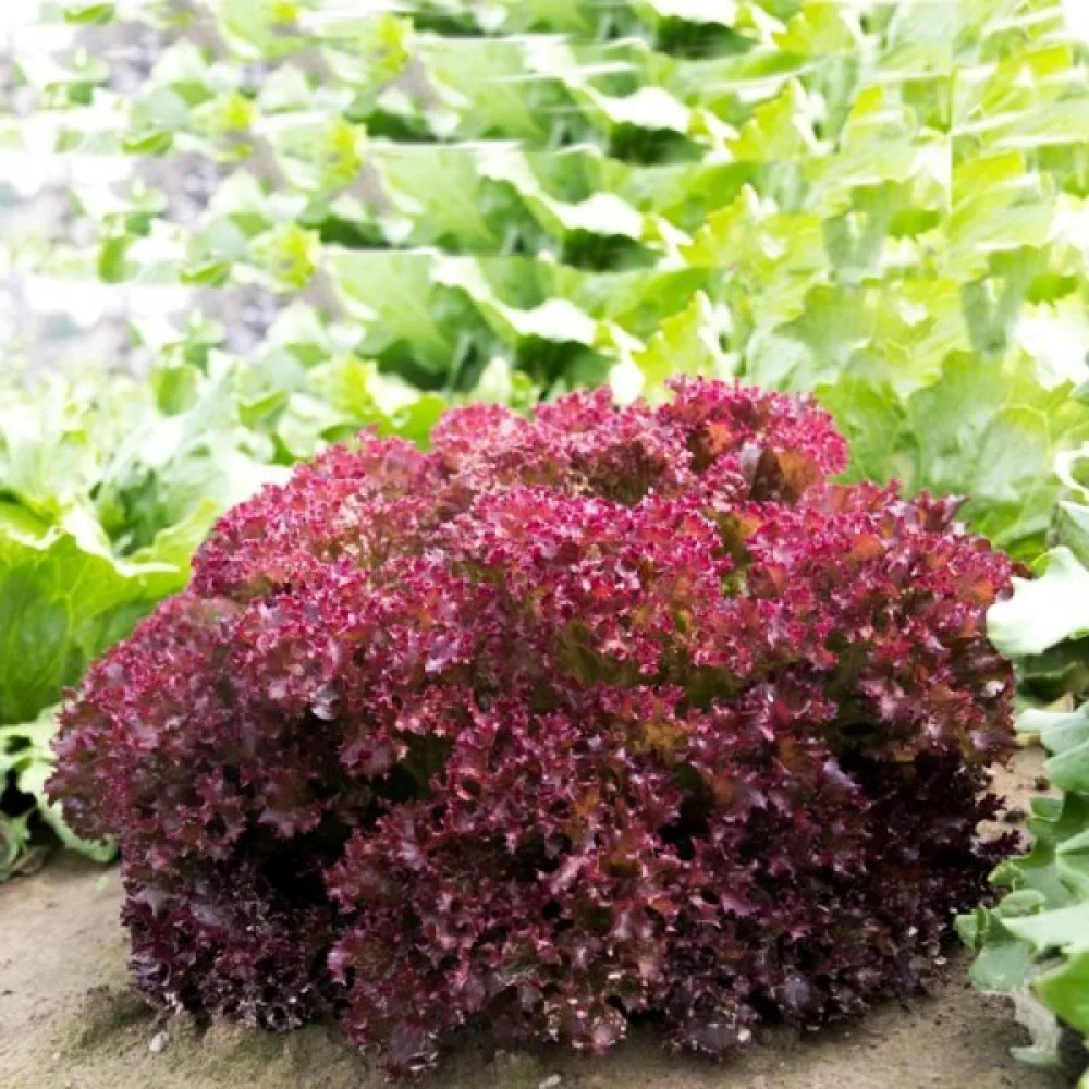 Sallad 'Lollo Rossa'