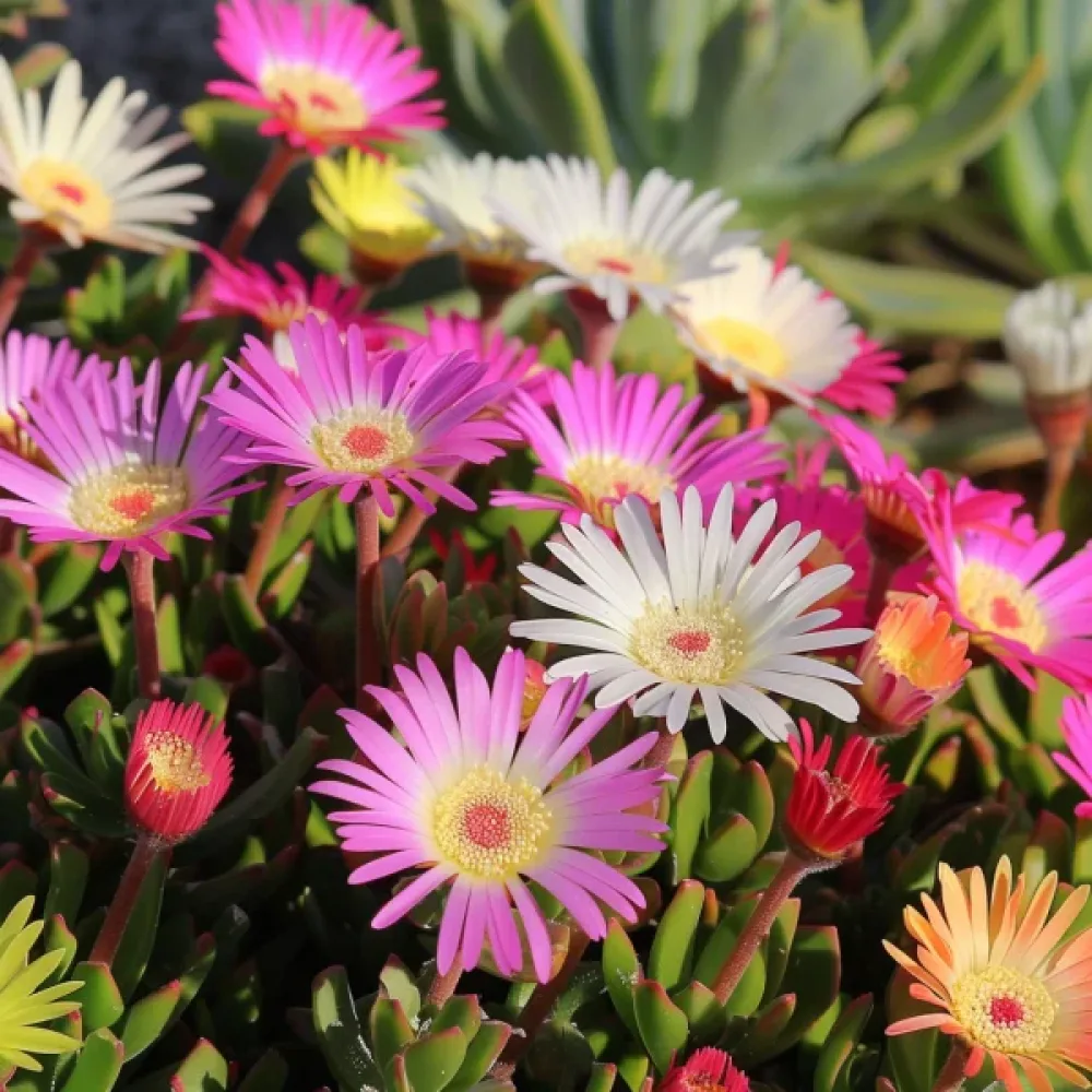 Middagsblomma 'Pastel', mix