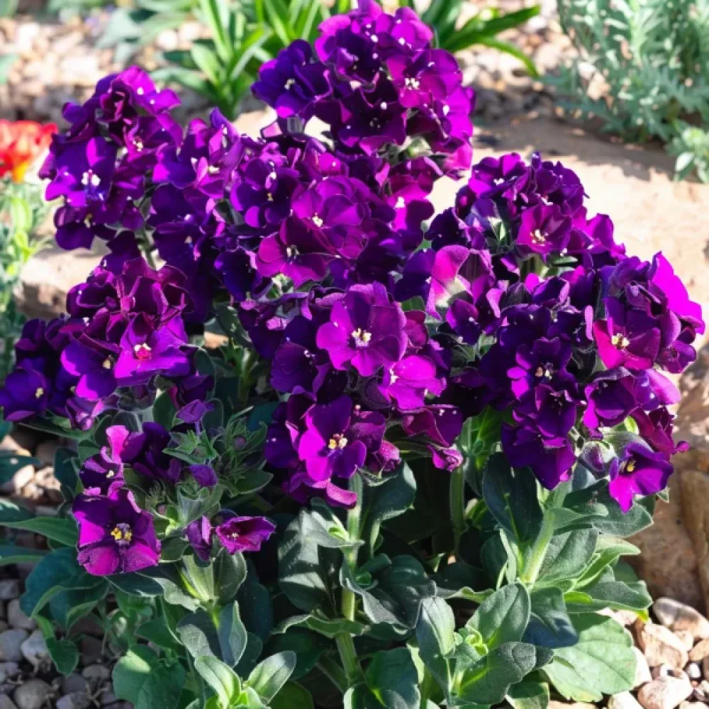 Låg lövkoja 'Exa', violett