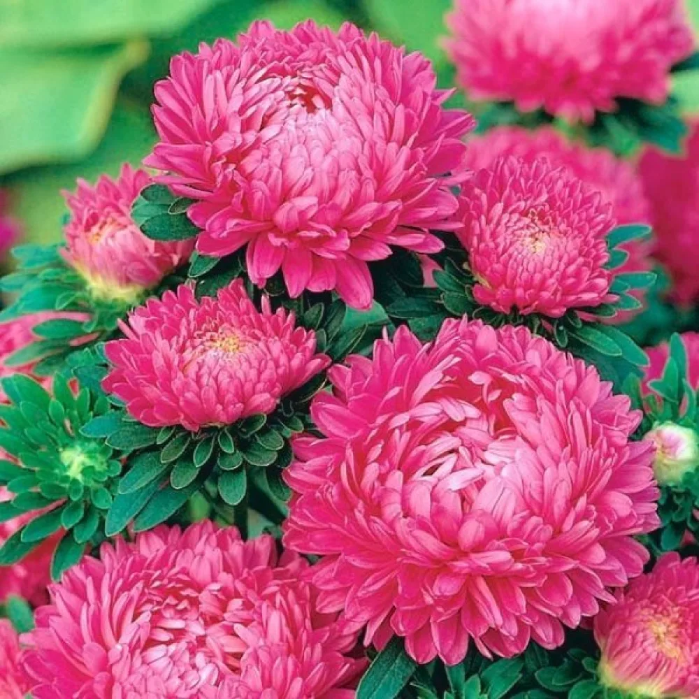 Sommaraster 'Bolero' – rosenröd