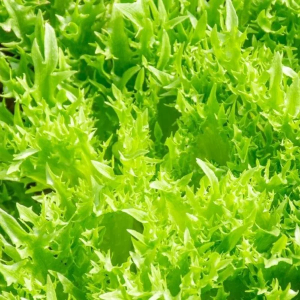 Isbergssallat 'Ice Queen'