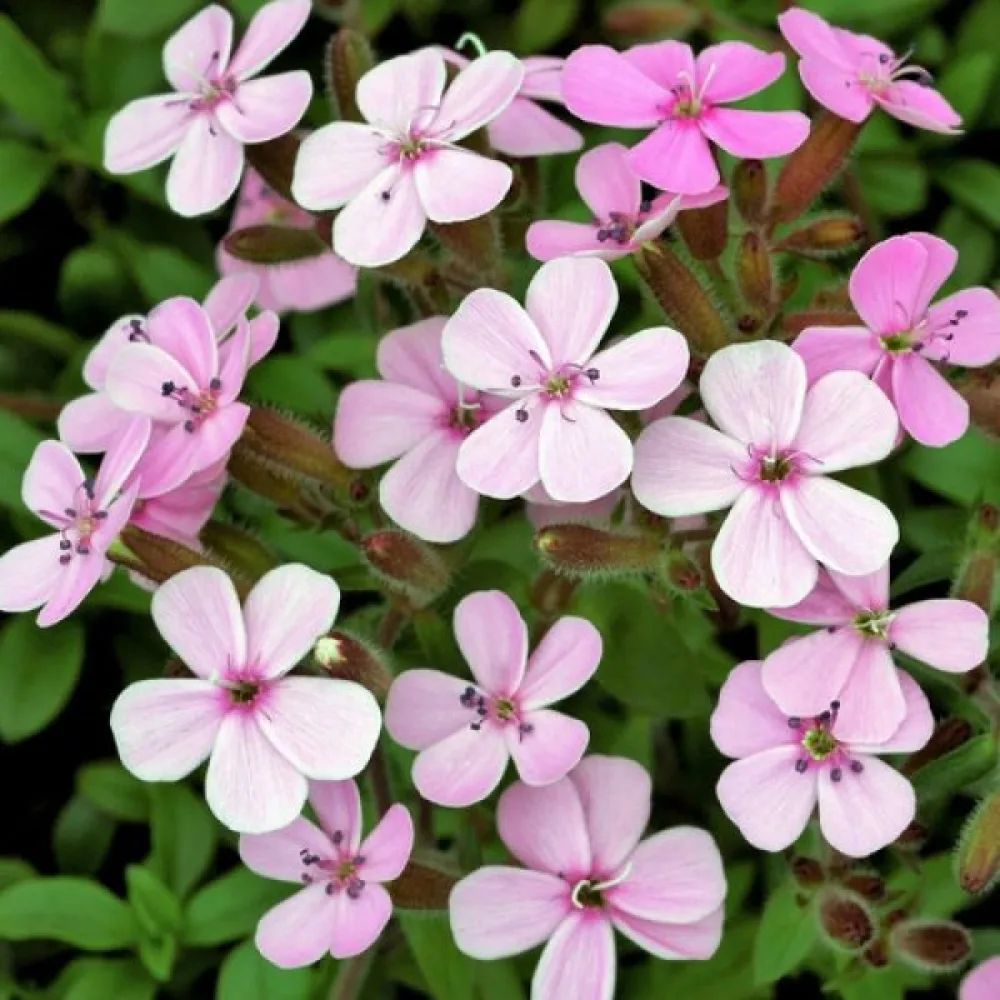 Kovete 'Pink Beauty'