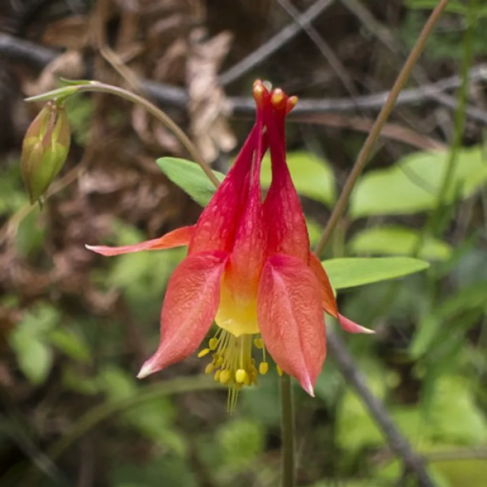 Akleja Aquilegia canadensis – rödgul