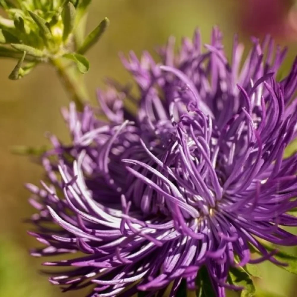 Sommaraster 'Harz' violett