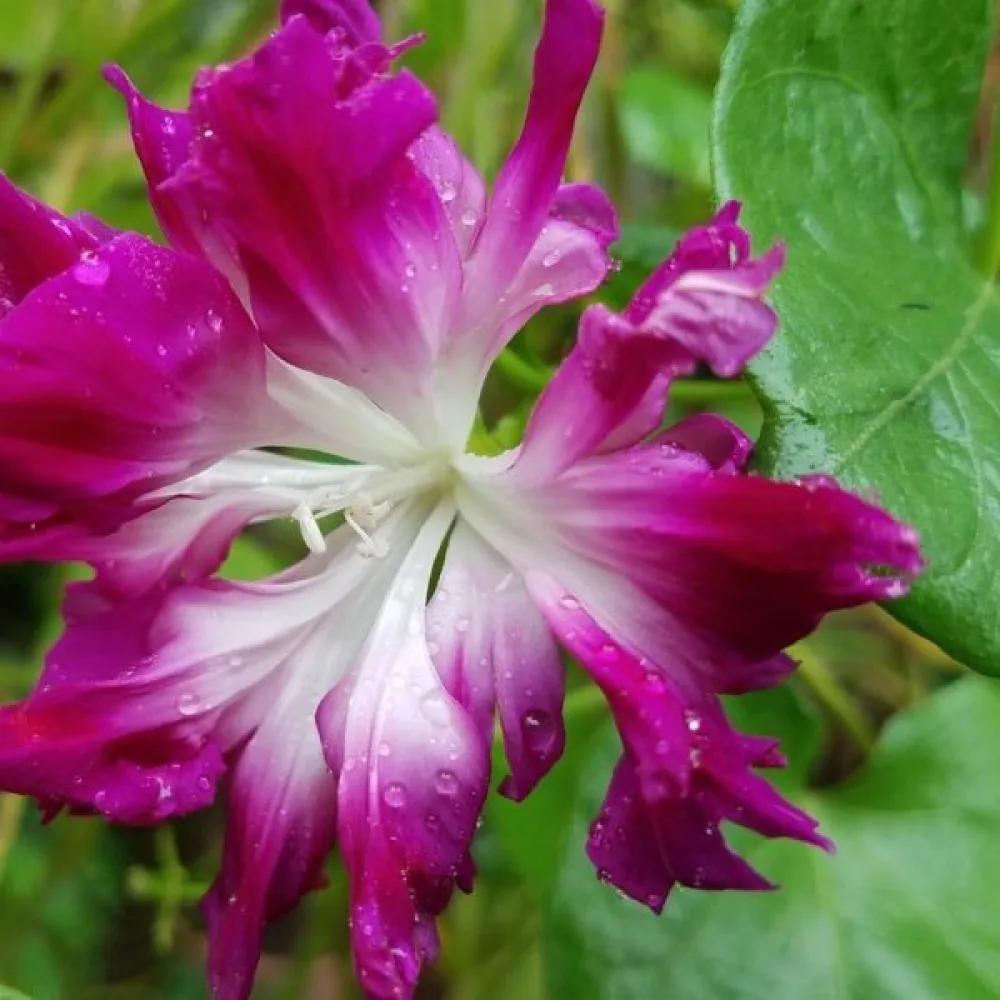 Purpurvinda 'Sunrise Serenade'