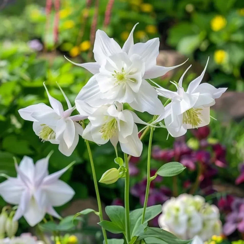 Akleja 'Crystal Star'