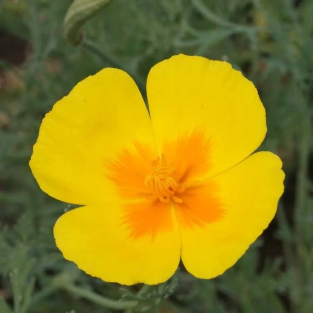 Sömntuta 'Golden West', gyllene