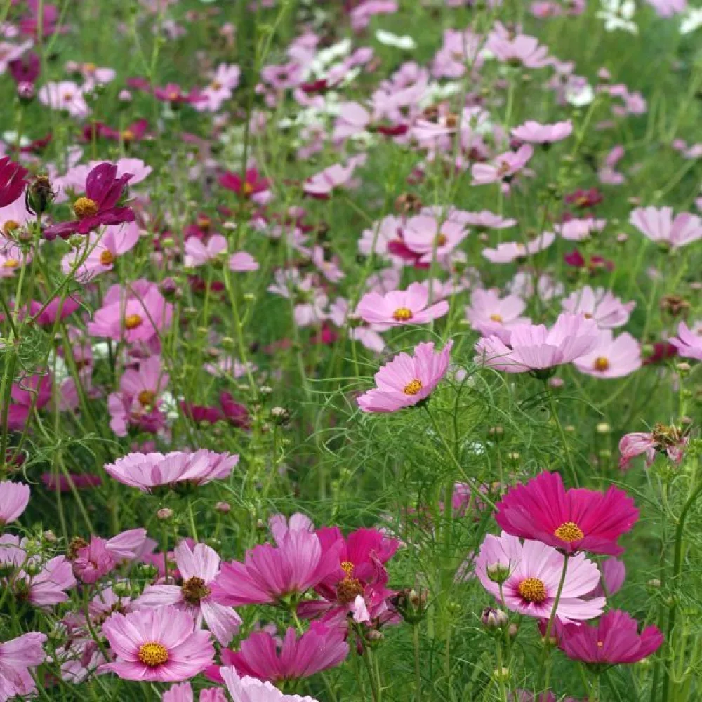 Rosenskära 'Early Summer' mix