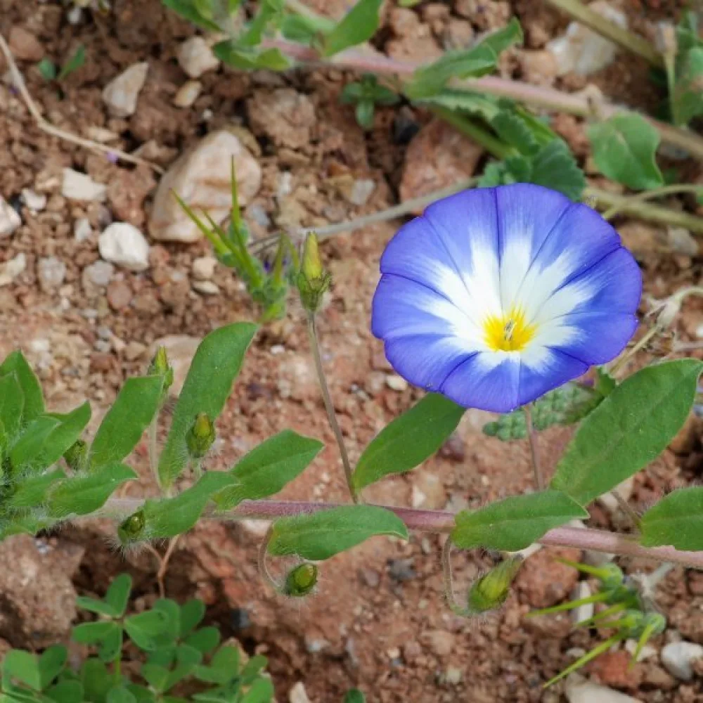 Praktvinda 'Blue Ensign'