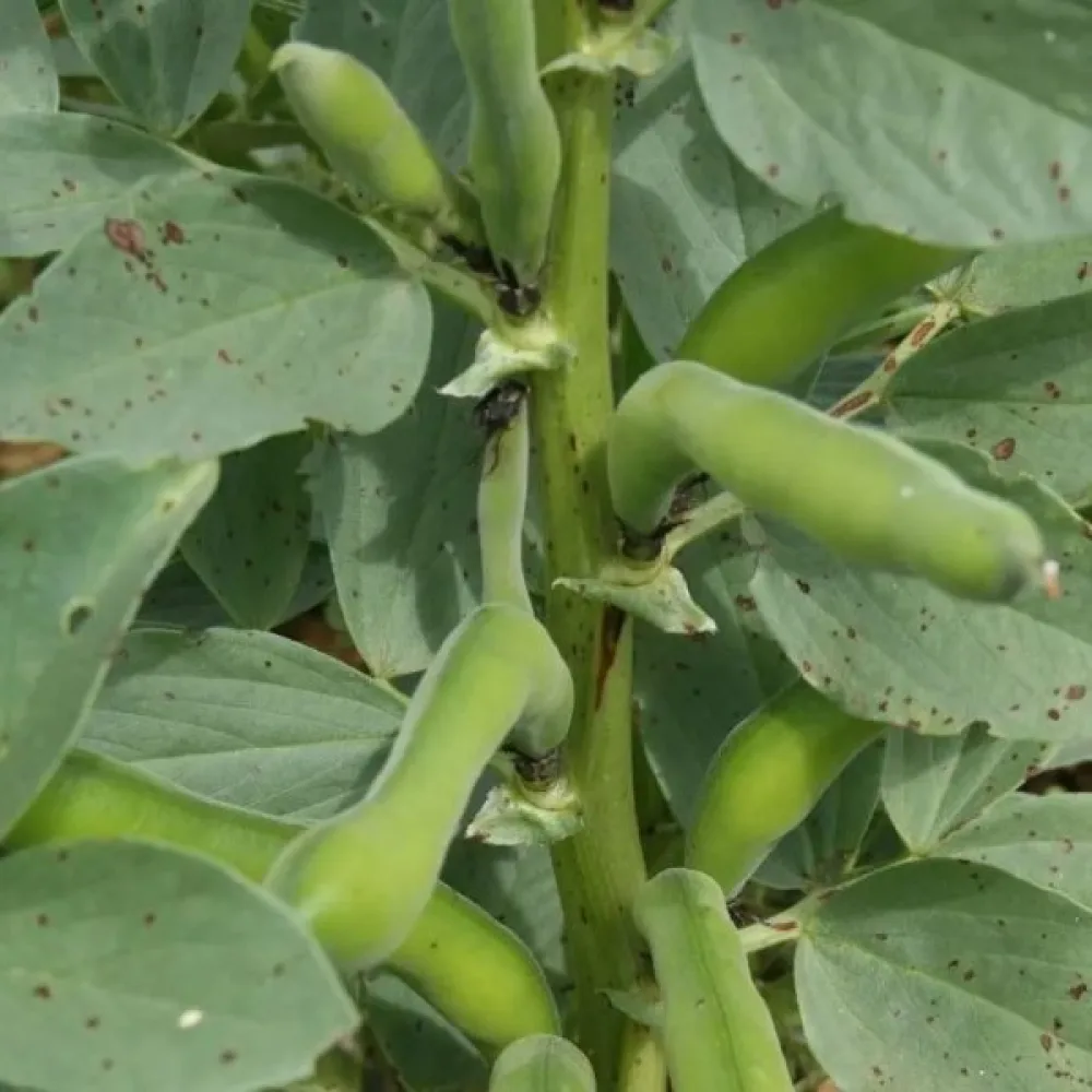 Bondböna 'Superaguadulce'