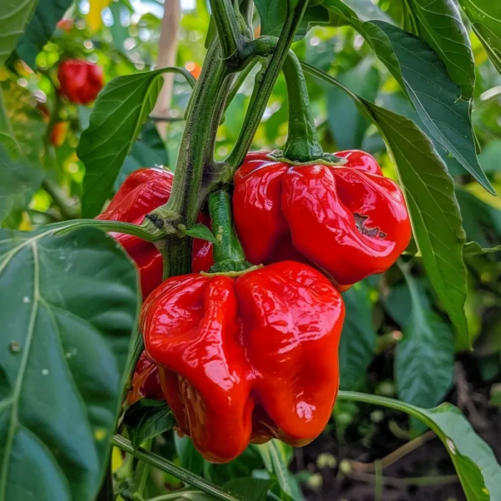 Chilipeppar 'Habanero Red'