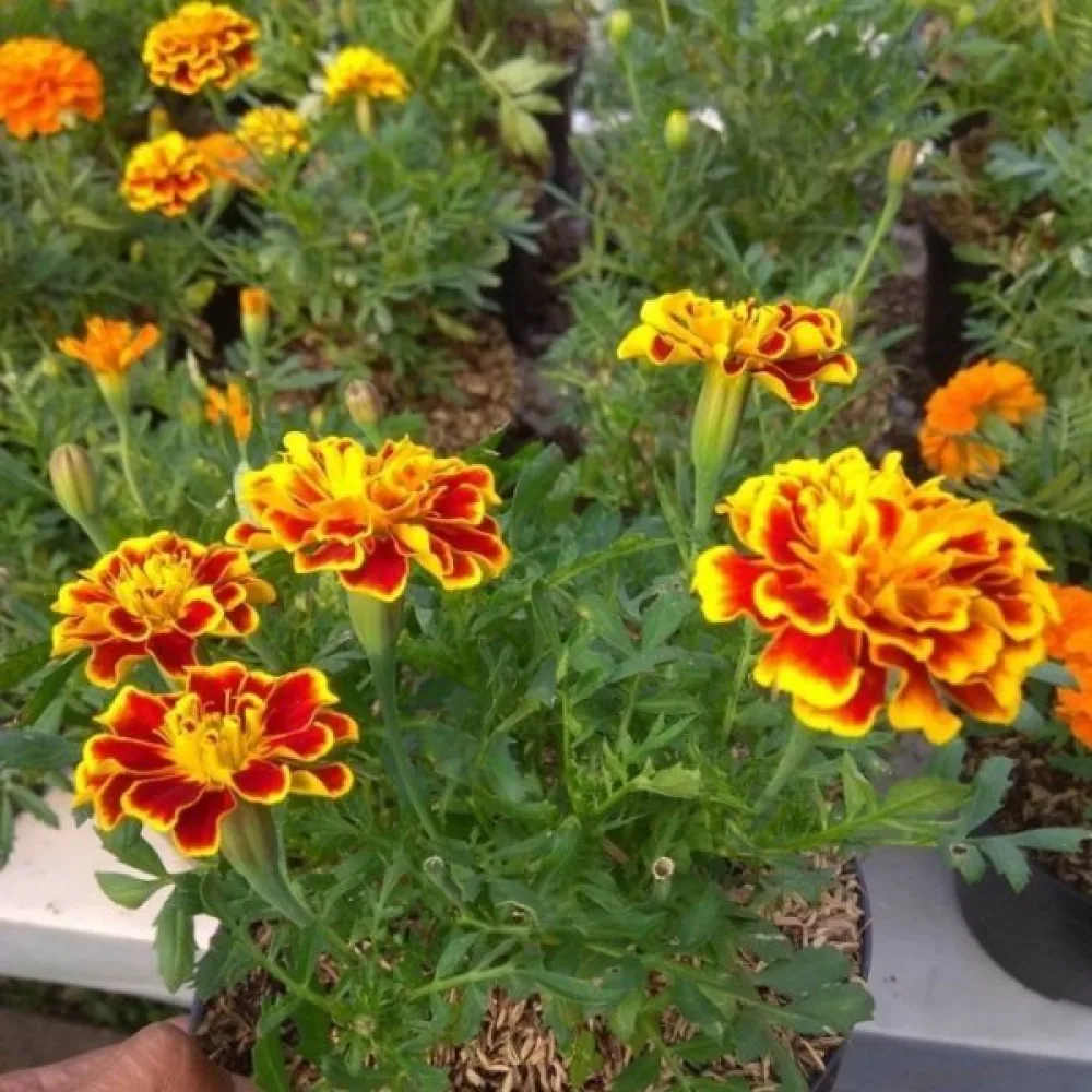 Fransk tagetes 'Yellow Brocade'