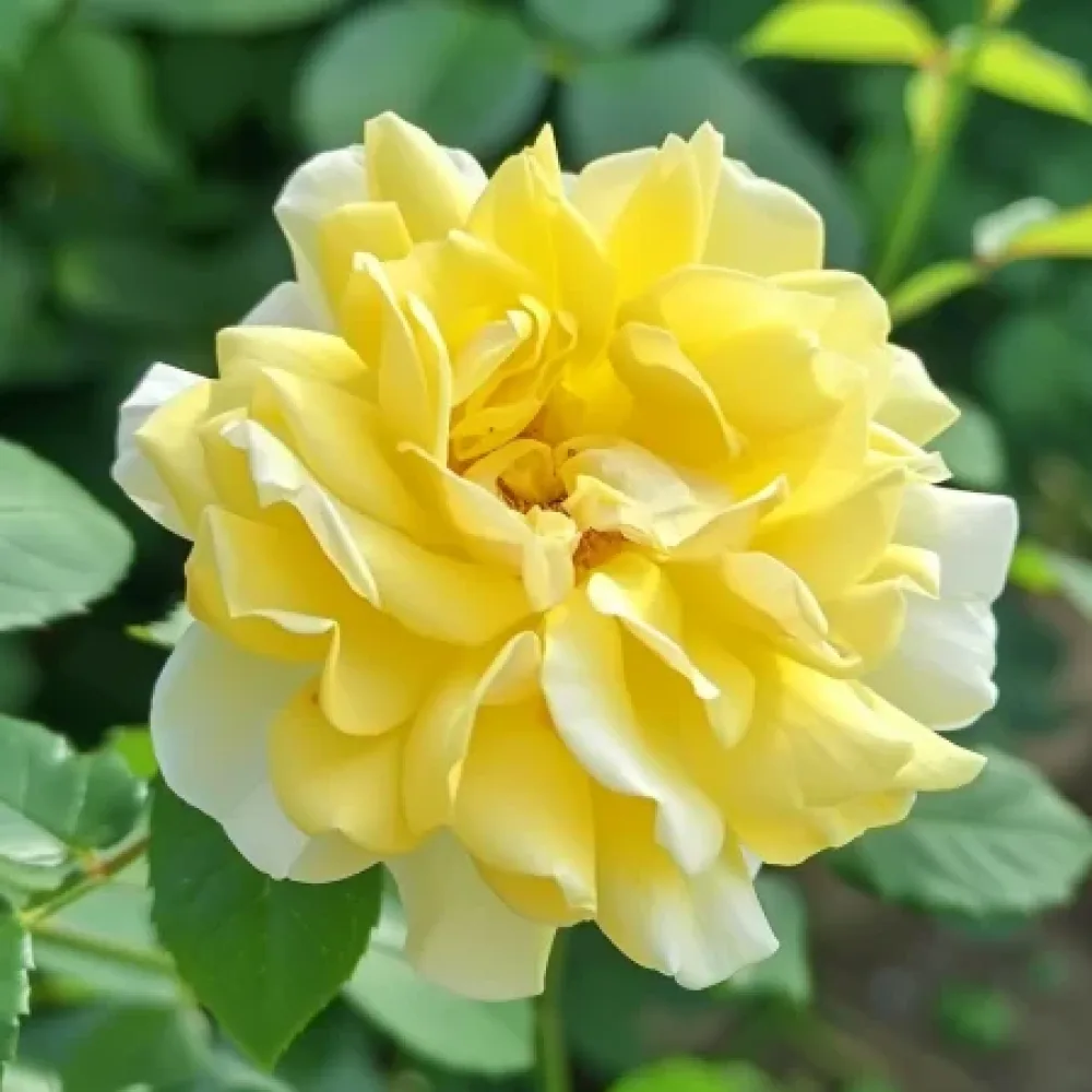 Ros 'Yellow Fantasy' – barrotad
