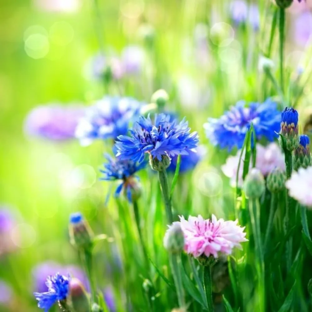 Blåklint Centaurea cyanus, tidig, mix