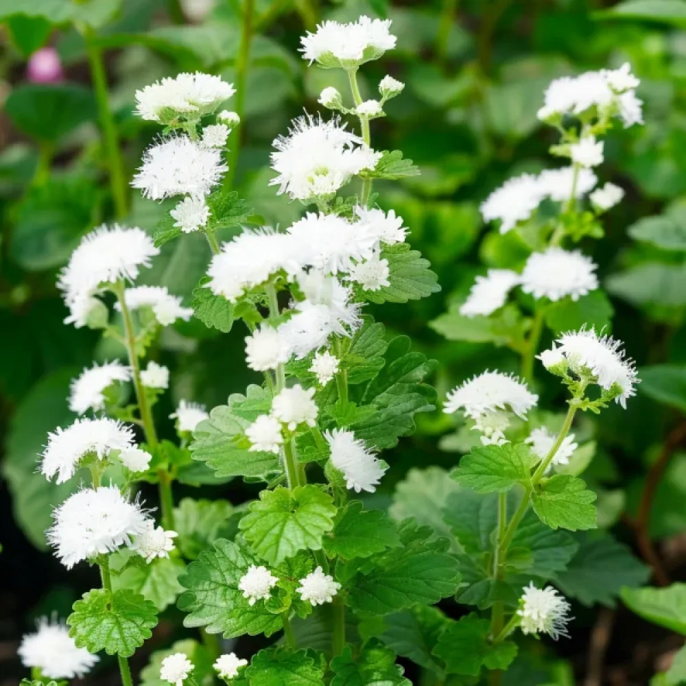 Ageratum, vit