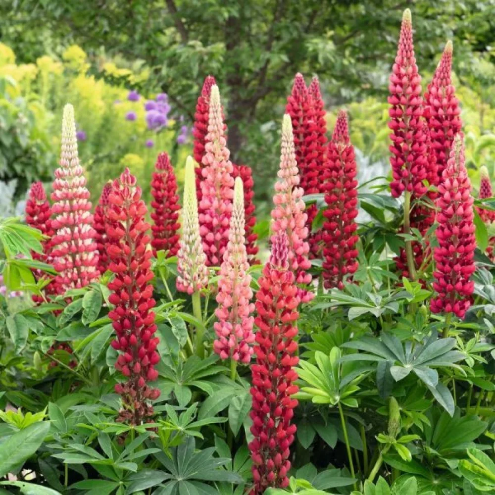 Lupin 'My Castle' scharlakansröd