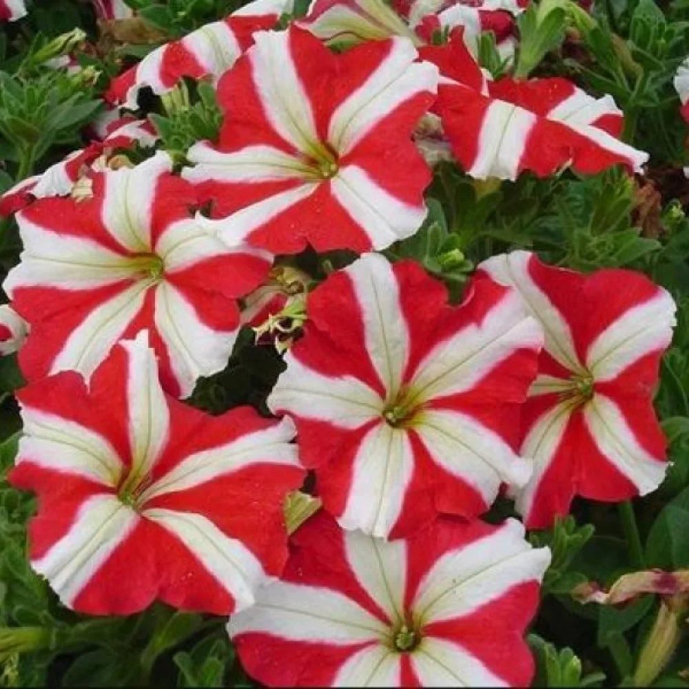 Petunia 'Stellaris' – röd