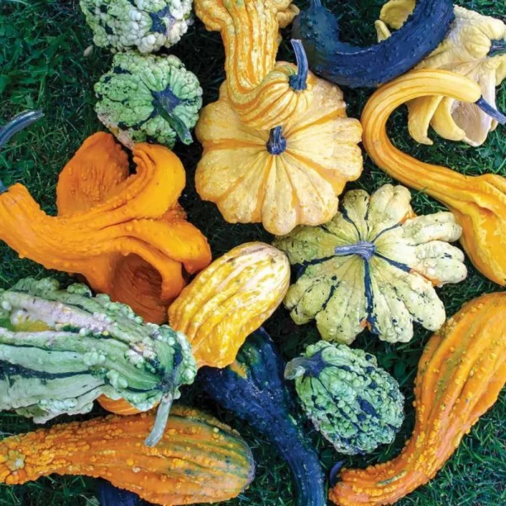 Pumpa, storfruktiga – blandning