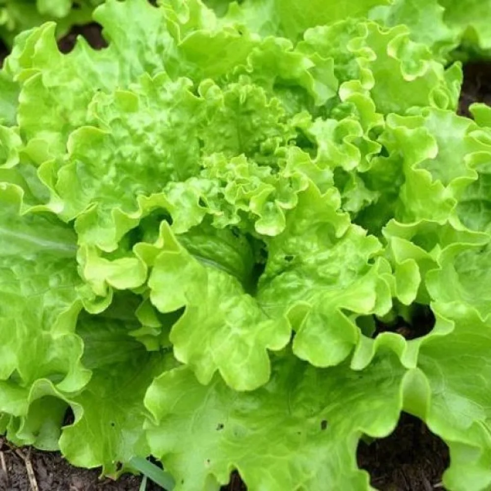 Isbergssallat 'Batavia'