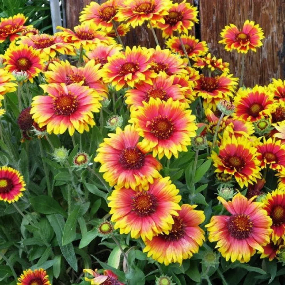 Kokardblomster Gaillardia aristata, mix