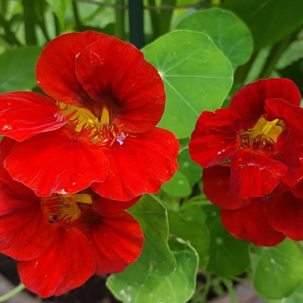 Krasse 'Scarlet Gleam'