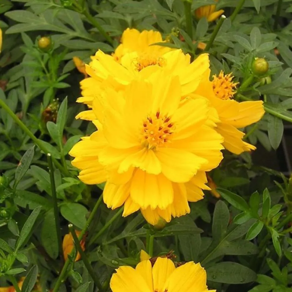 Gul rosenskära 'Goldencrest'