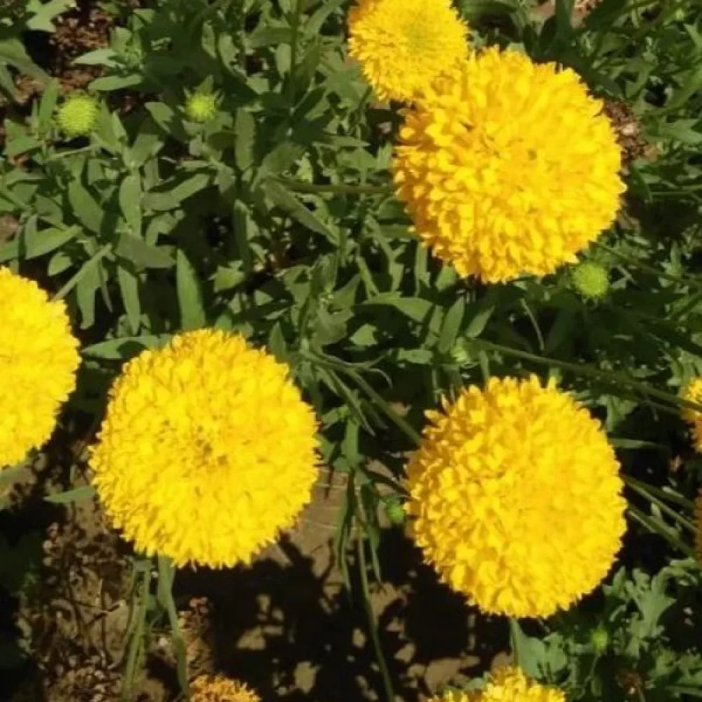 Afrikansk tagetes 'Cupid Yellow'