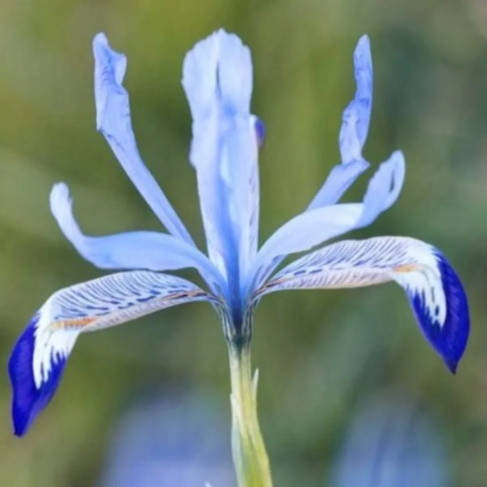 Iris 'Clairette Reticulata'