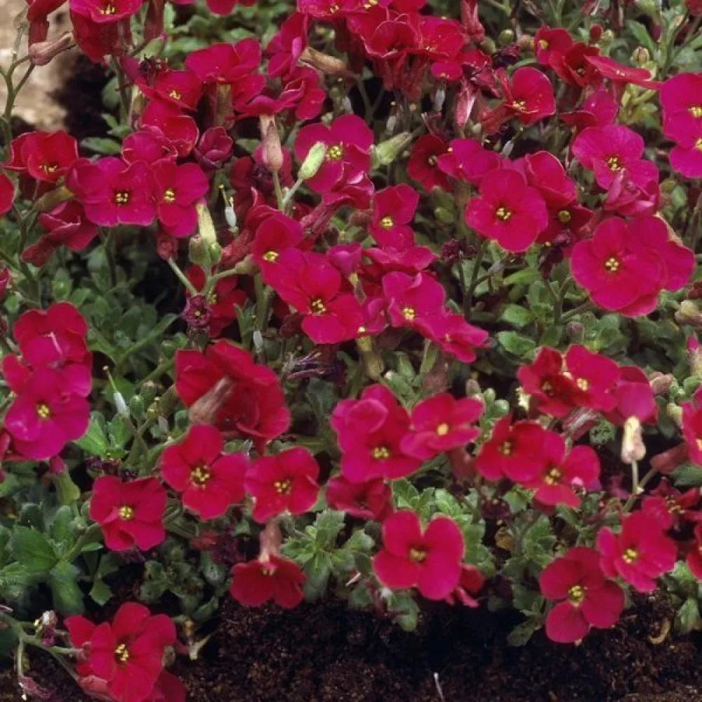 Aubrietia 'Royal Red'