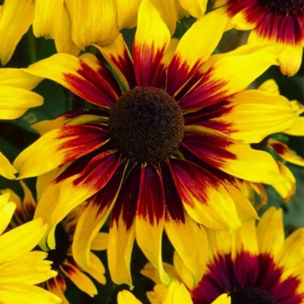 Sommarrudbeckia 'Kelvedon Star'