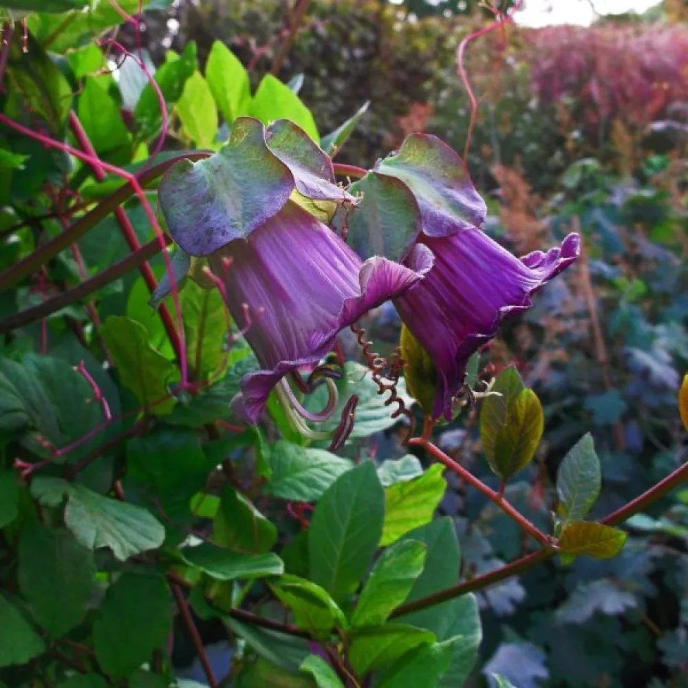 Klockranka, violett