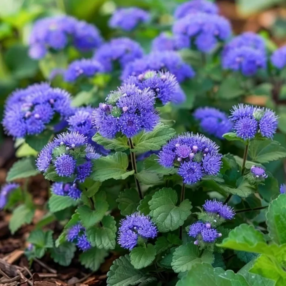 Leverbalsam 'Blue Ball'