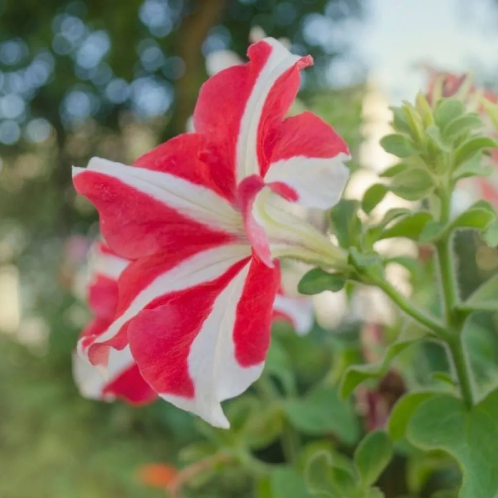Petunia 'Stellaris' – röd