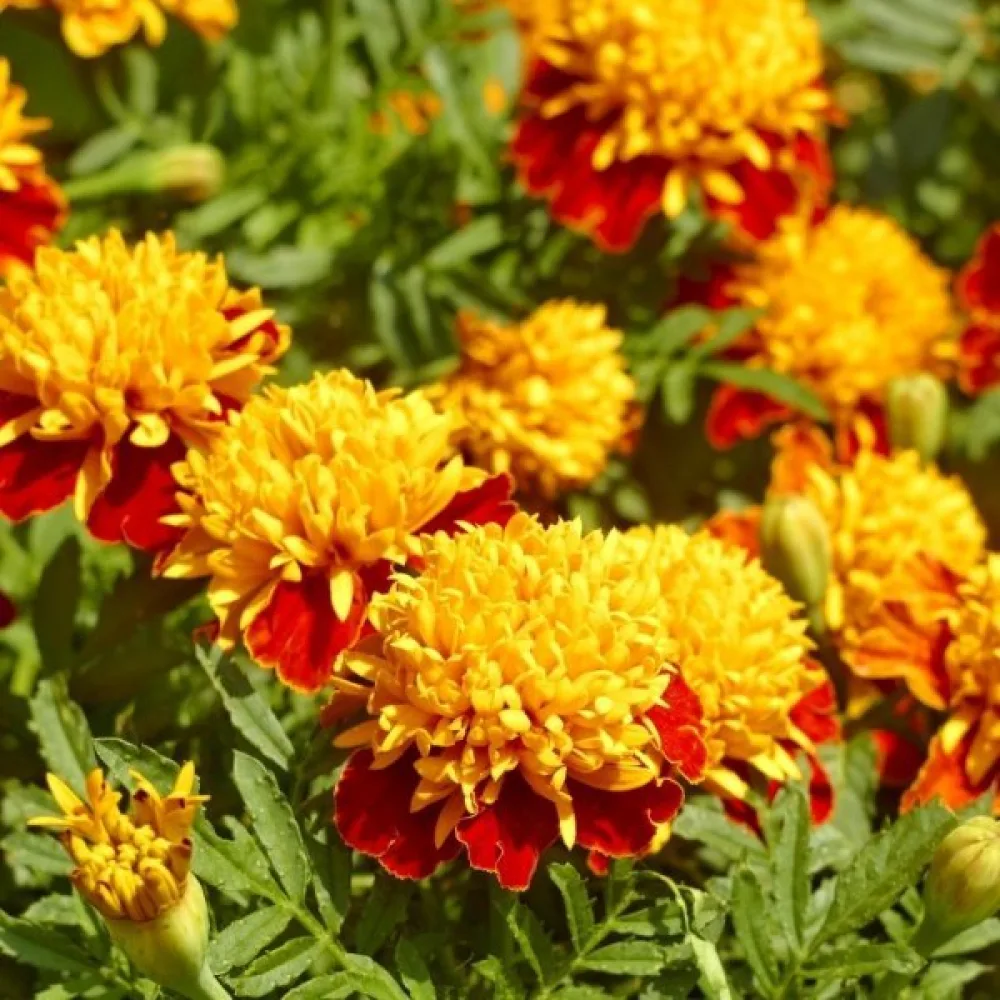 Fransk tagetes 'Orange Flame'