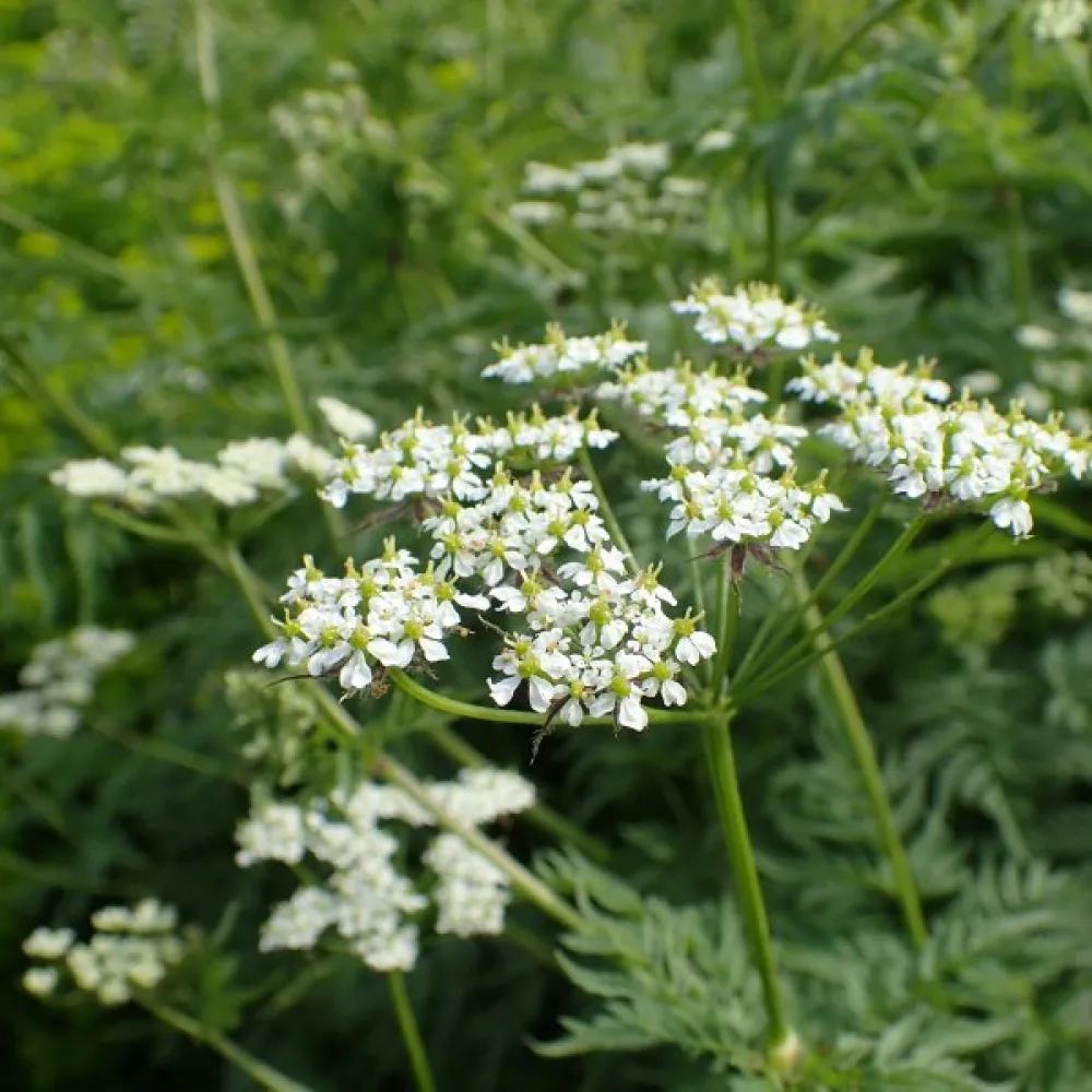 Guldkörvel Chaerophyllum aureum
