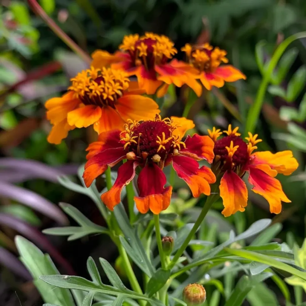 Sammetstagetes 'Aramis'
