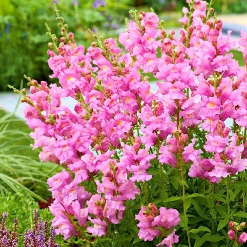 Lejongap – rosa