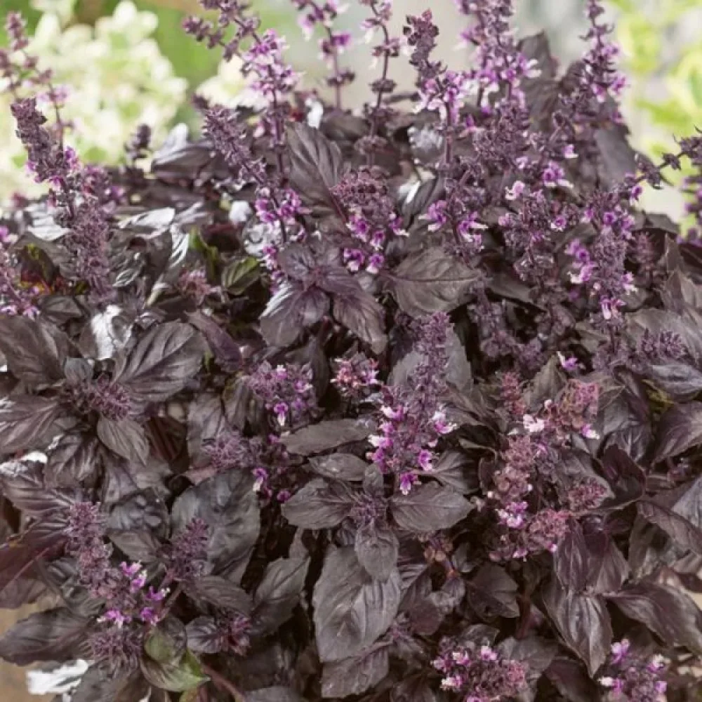 Basilika 'Red Rubin'