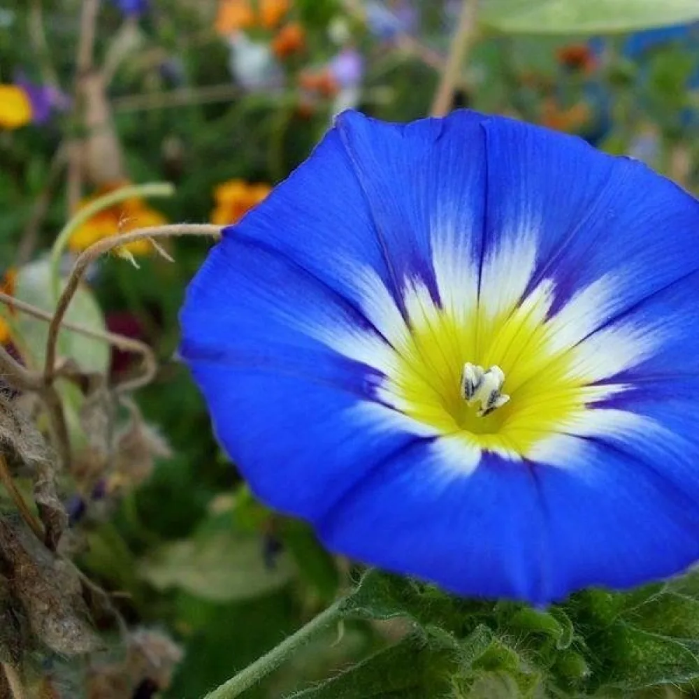 Praktvinda 'Blue Ensign'
